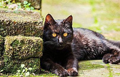 讲述车轮上的故事，《极限竞速：地平线5》任务线引人入胜